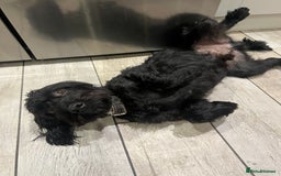 Mixed Breed dogs for sale: Walter the Cockerpoo -  ** .  - Advert 2