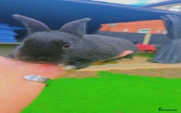Alaska rabbits for sale: 6 Alaskan baby bunnies - Image 9