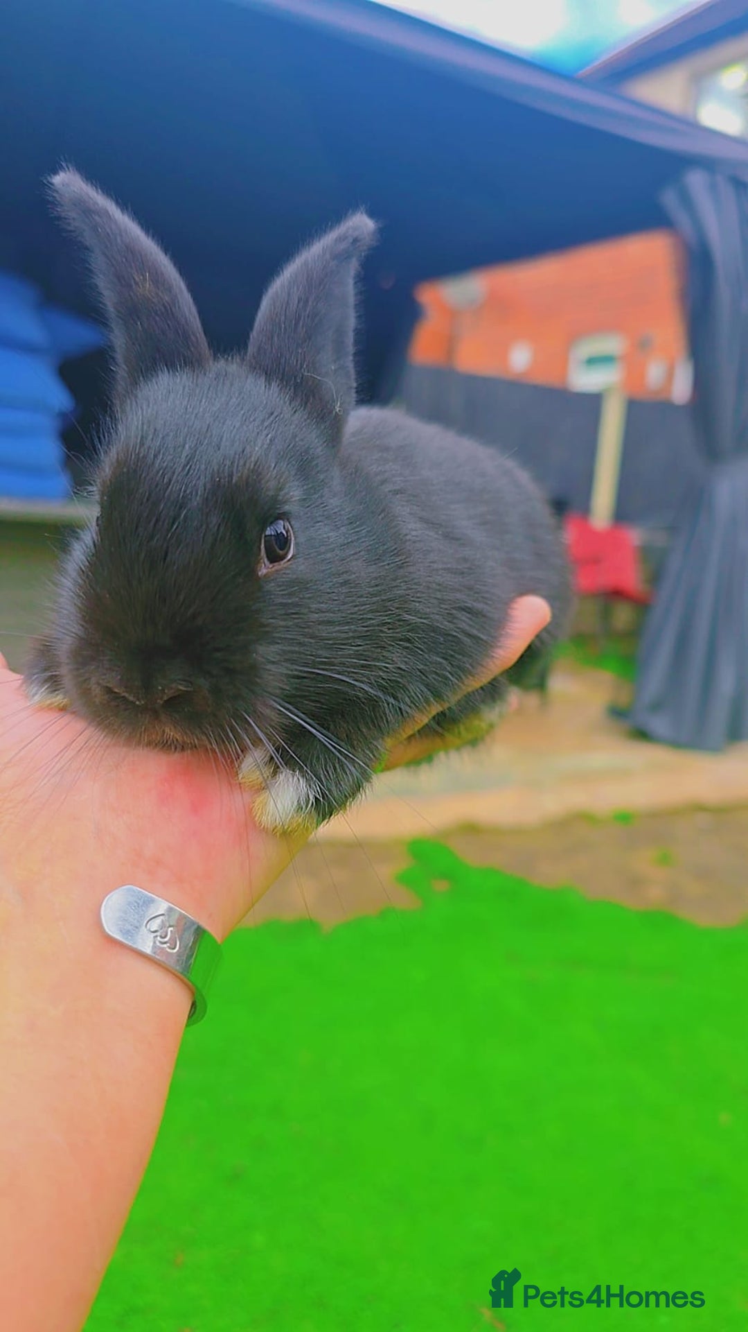 Alaska rabbits for sale: 6 Alaskan baby bunnies - Image 9