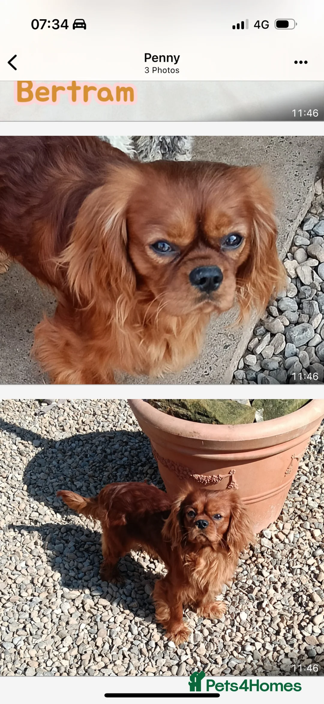 Cavapoo dogs for sale: Red Cavapoo puppies  - Advert 13