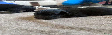German Shepherd Puppy 2