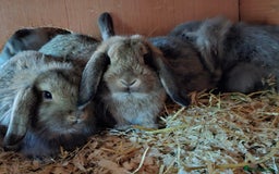 Mixed Breed rabbits for sale: Last Minilop, lionhead, mixed breed baby rabbits. - Image 9