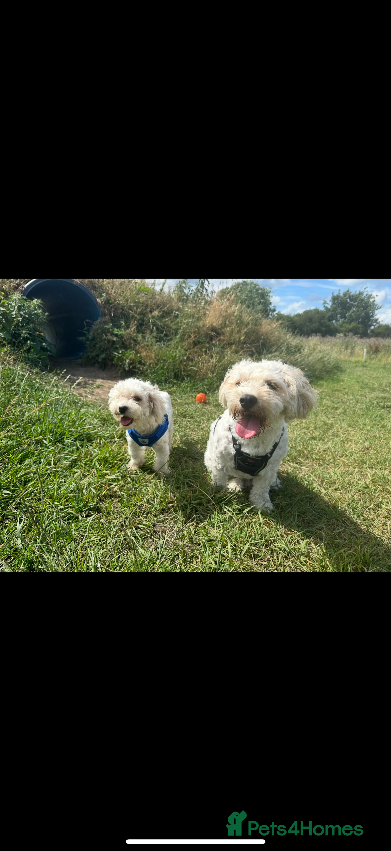 Cavachon dogs Cavachon boys - Advert 1
