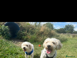 Cavachon dogs Cavachon boys - Advert 1