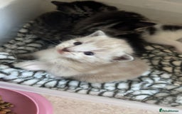 Ragamese cats for sale: Beautiful ragamese/bengal - Image 6