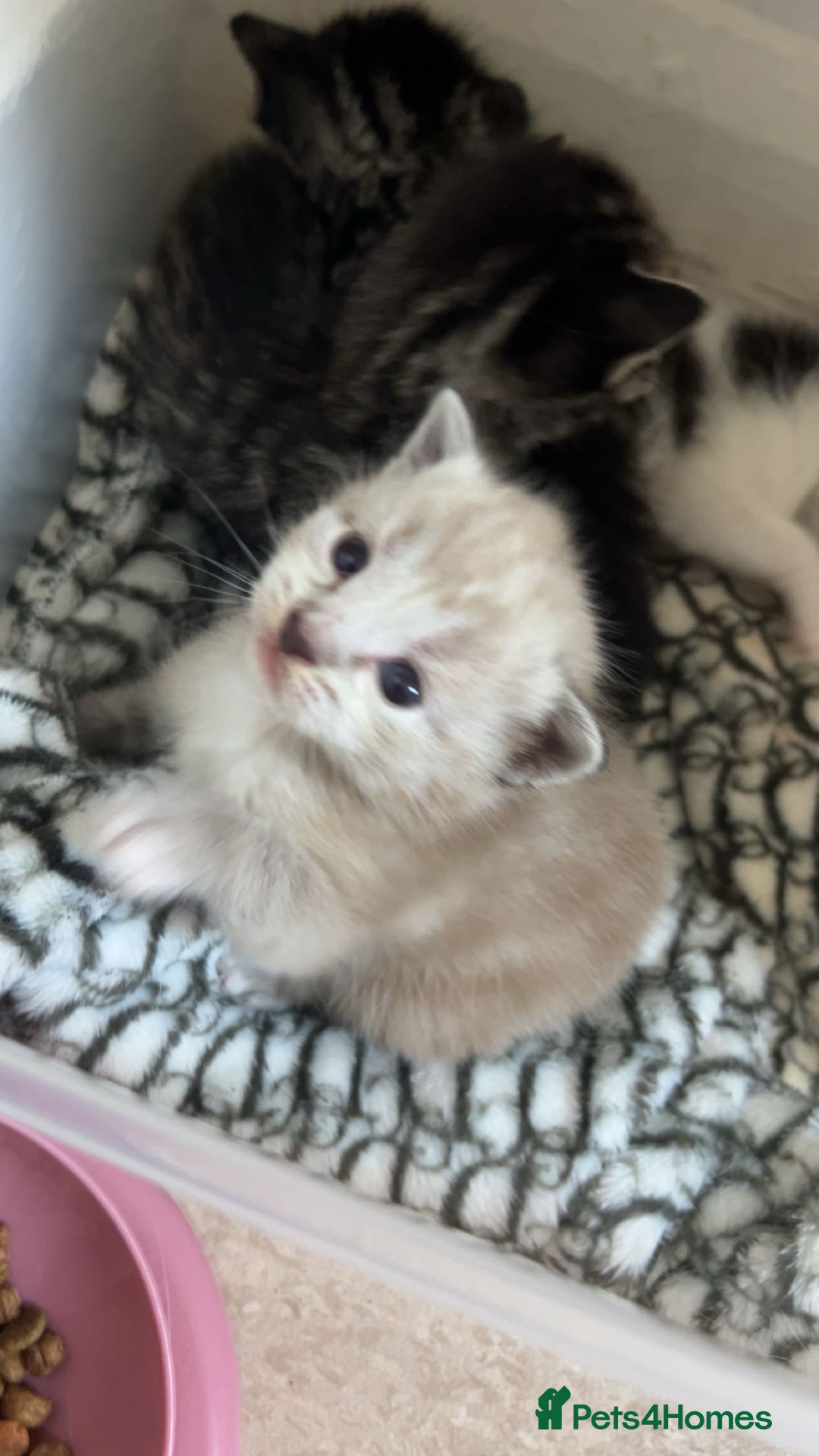 Ragamese cats for sale: Beautiful ragamese/bengal - Image 6