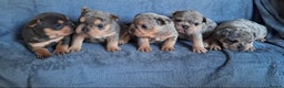 Mixed Breed dogs for sale: REDUCED GIRL!! French/English Bulldog Babies - Advert 4