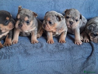 Mixed Breed dogs for sale - Advert 1