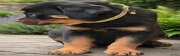 Rottweiler dogs for sale: Top Quality KC Reg Rottweiler Puppies for sale - Advert 4
