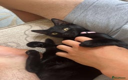 British Shorthair cats for sale: Black British Shorthair Female - Image 1