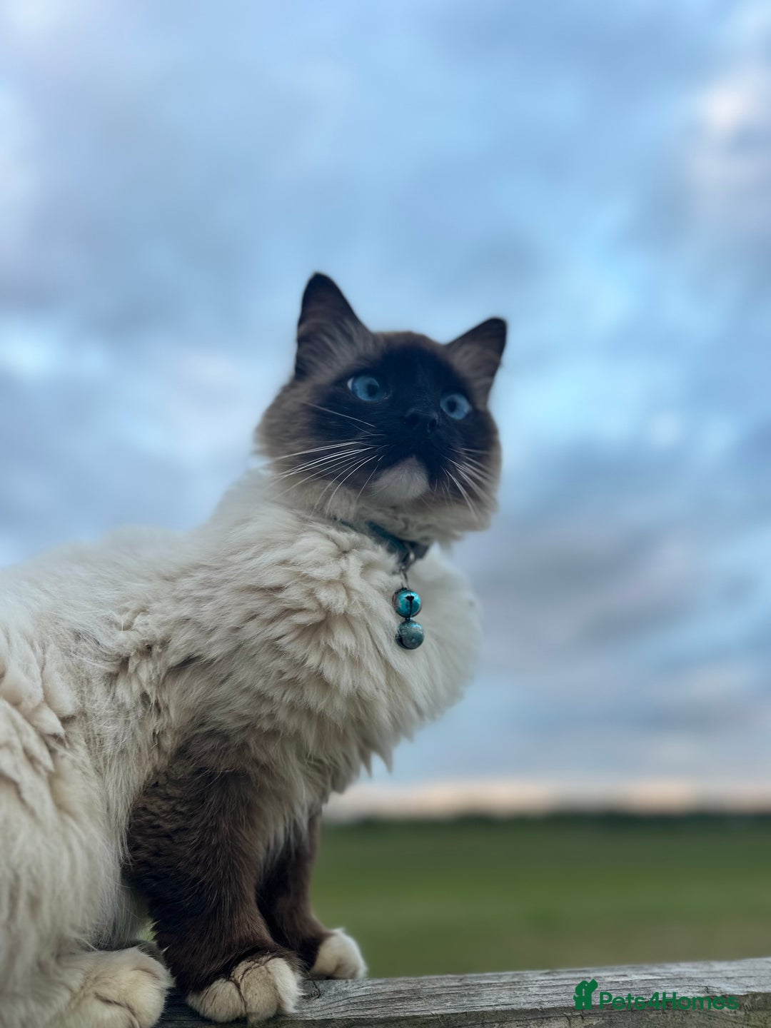 Ragdoll cats for sale: Ragdoll cat female - Image 4