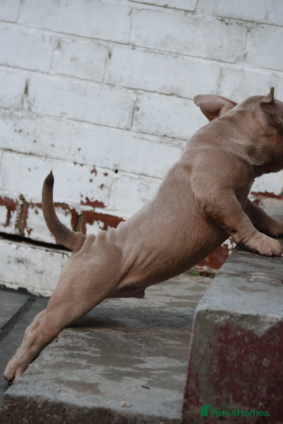 American Bully dogs for sale: Micro American bully puppies  - Advert 6