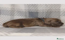 Cocker Spaniel dogs for sale: Show x Working Cocker Spaniels, HEALTH tested - Image 18