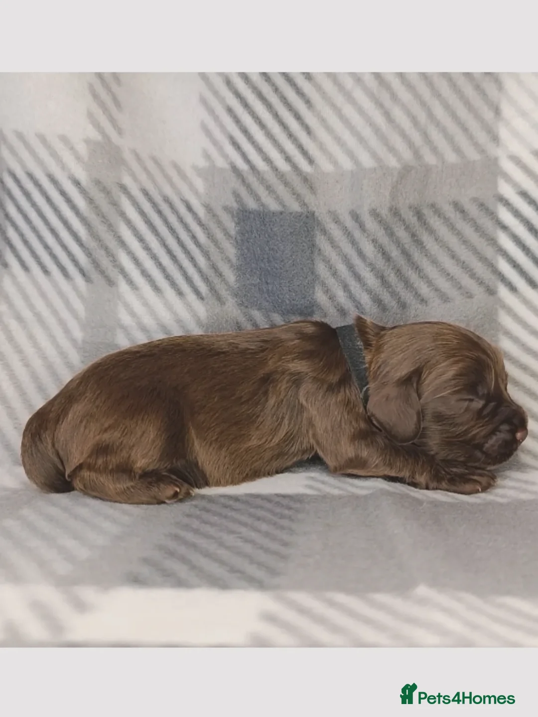 Cocker Spaniel dogs for sale: Show x Working Cocker Spaniels, HEALTH tested - Image 18