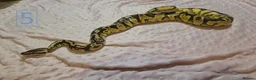 Python Snake reptiles for sale: rehoming/ breeding snakes - Advert 9