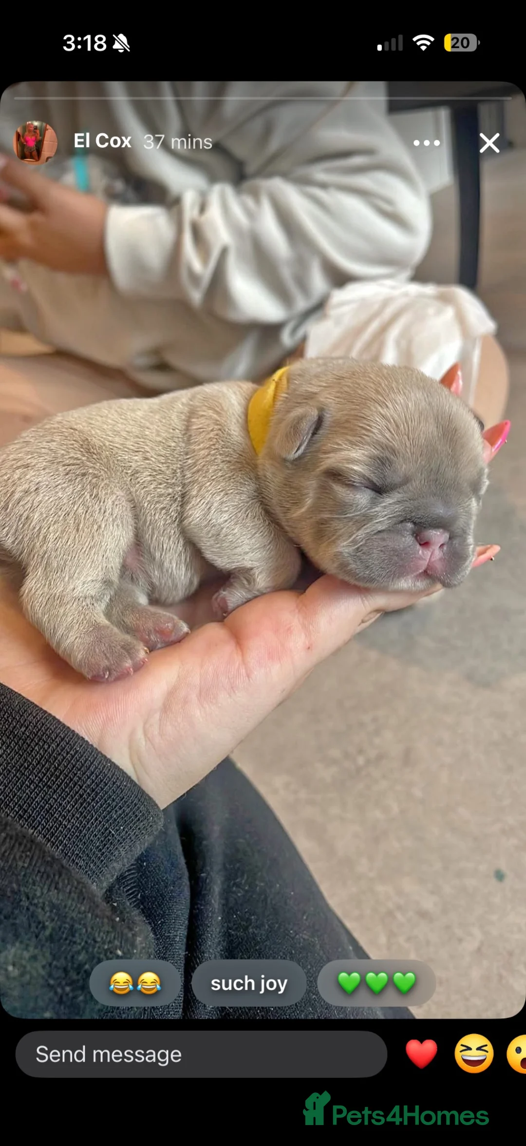French Bulldog dogs for sale: Quality French bulldogs - Advert 2