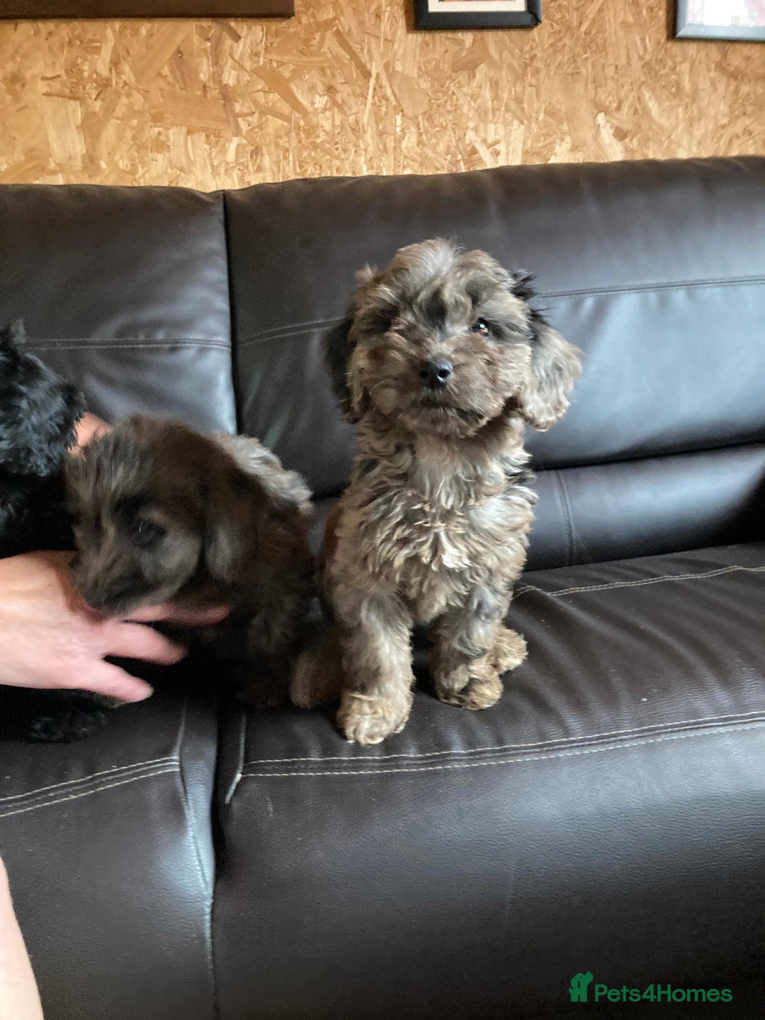 Cockapoo dogs for sale: Cockapoos  - Image 22