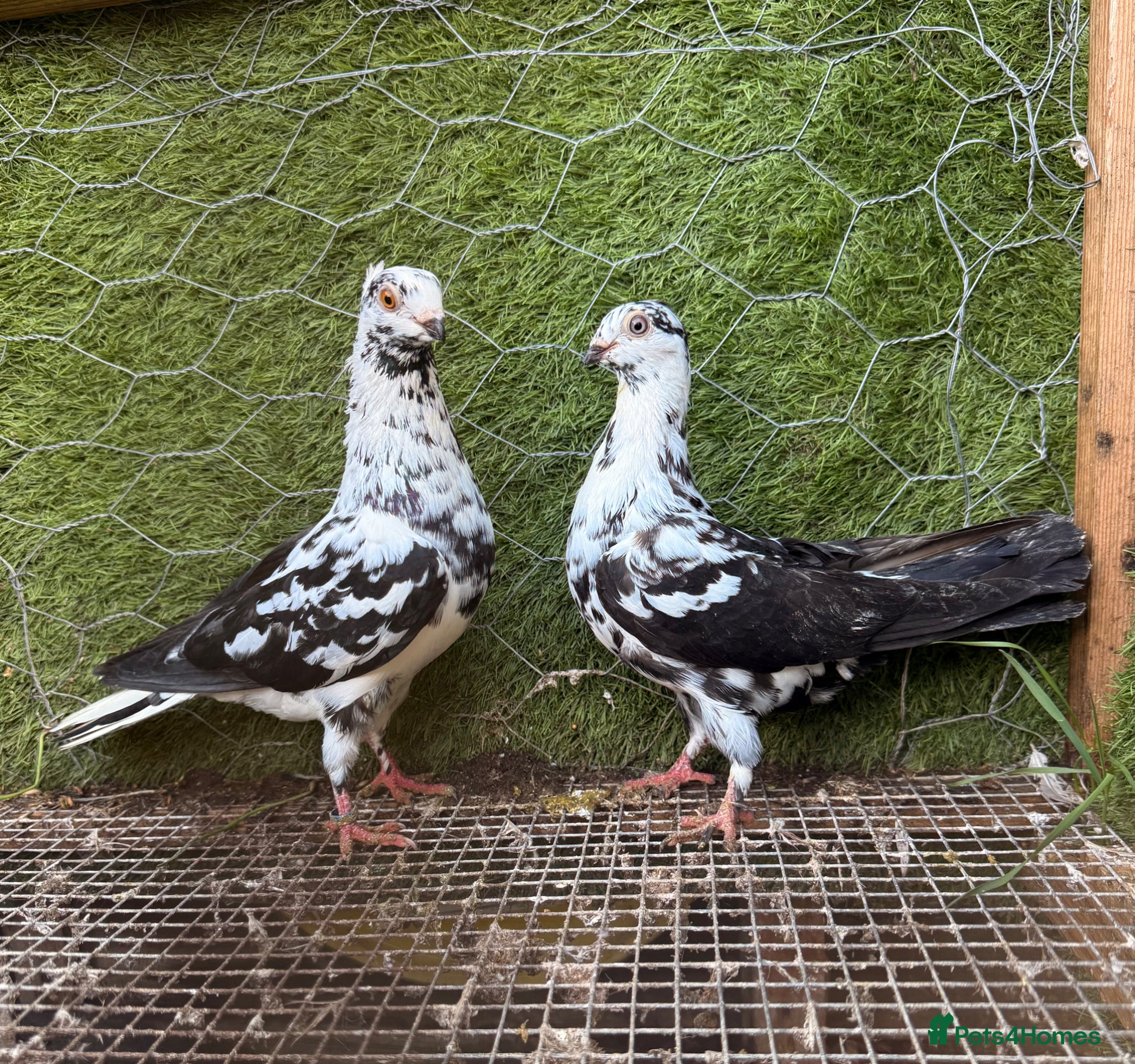 Pigeons birds  Strong Breeding Pigeon Pairs £65 - Advert 1