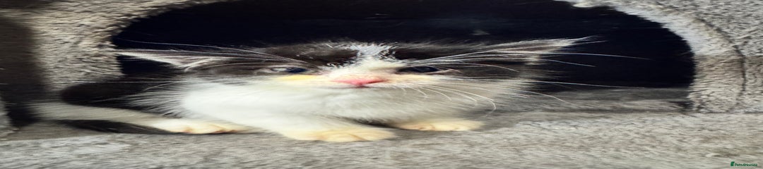 Mixed Breed Kitten 2