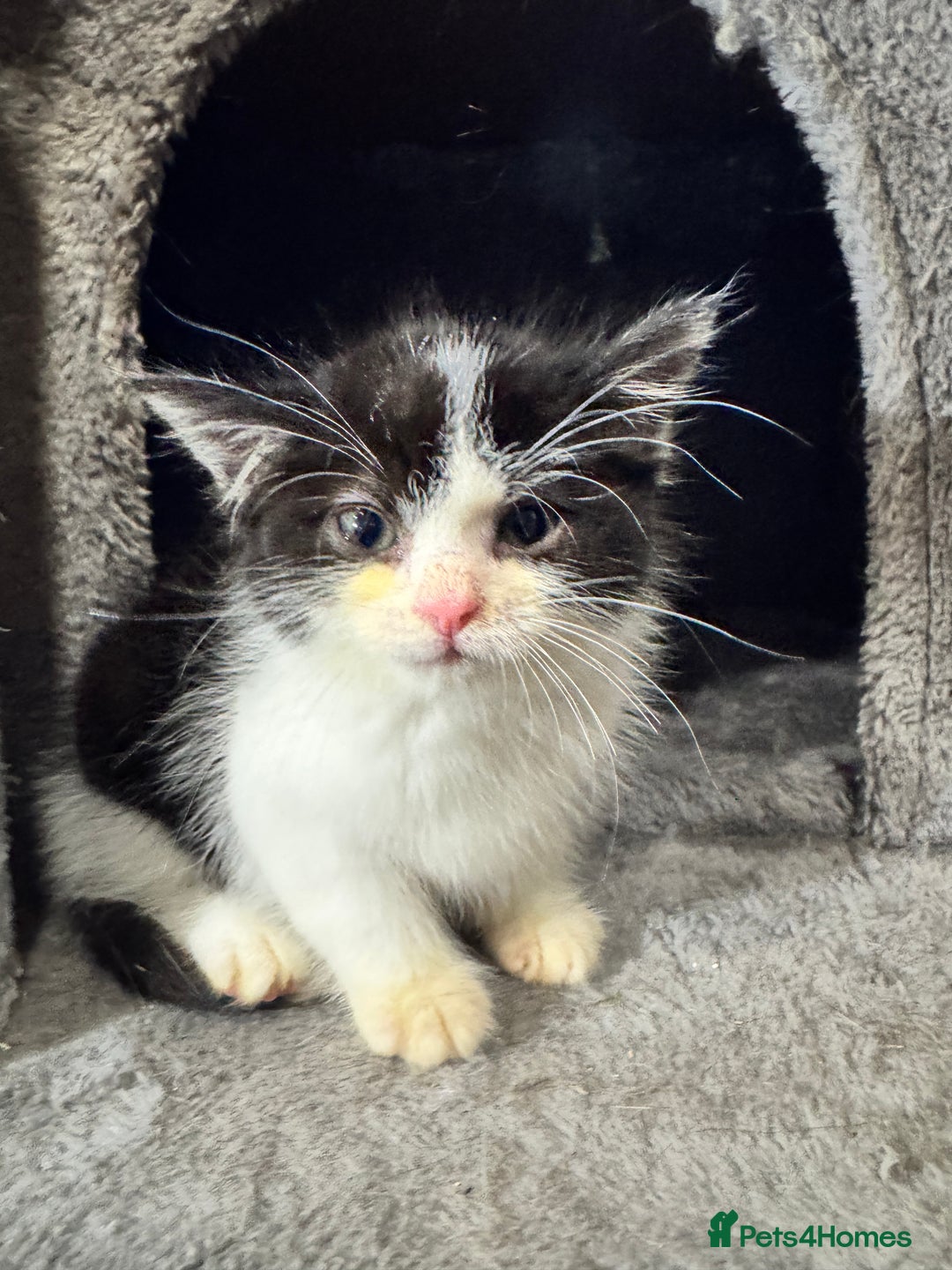 Mixed Breed cats for sale: Mixed breed two kittens  - Image 7