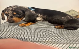 Dachshund dogs for sale: Dachshund female and male puppies  - Image 10