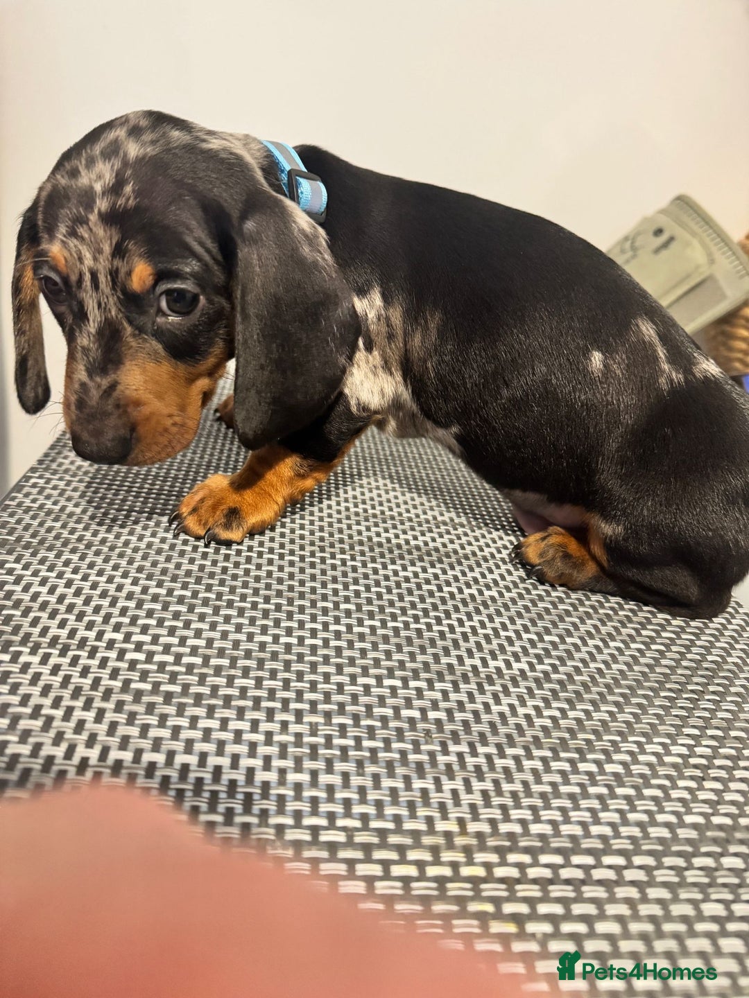 Dachshund dogs for sale: Dachshund female and male puppies  - Image 10
