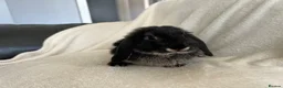 Mini Lop rabbits for sale: Mini Lops Ready To Leave Now - Advert 6