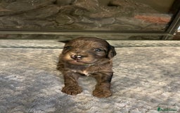 Cockapoo dogs for sale: 5 ⭐️ Cockapoo Puppies for 5 ⭐️ homes only - Image 2