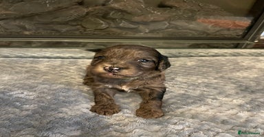 Cockapoo dogs - Advert 2
