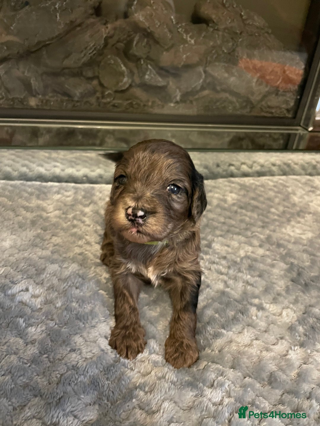 Cockapoo dogs for sale: 5 ⭐️ Cockapoo Puppies for 5 ⭐️ homes only - Image 2