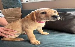 Labrador Retriever dogs for sale: Lovely Fox Red Labrador puppies - Image 4