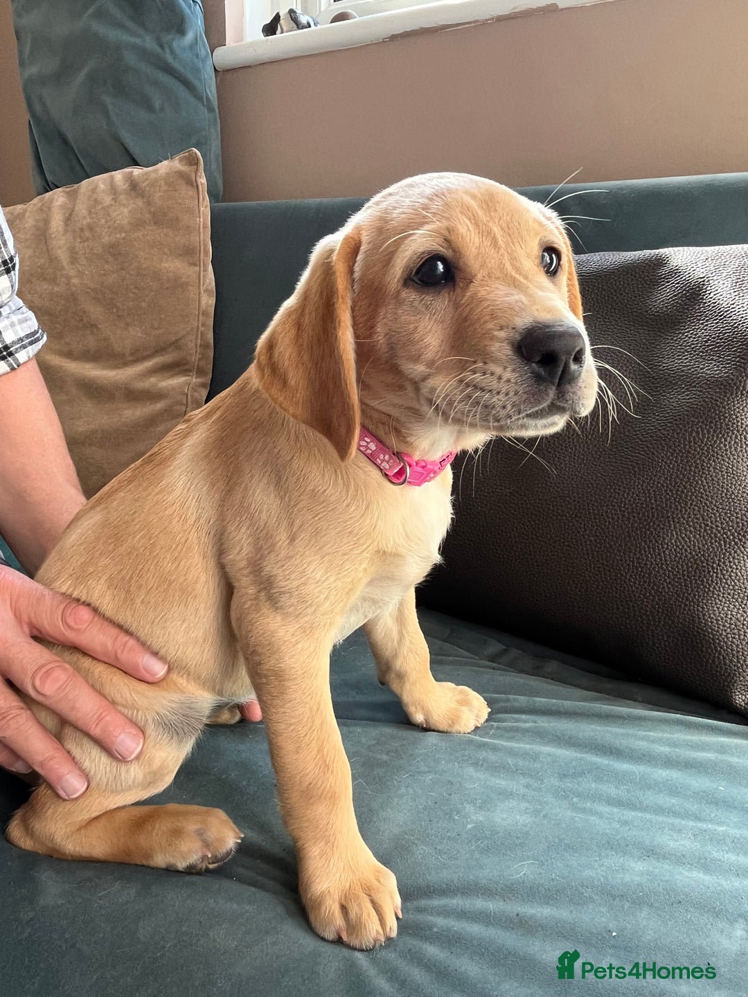 Labrador Retriever dogs for sale: Lovely Fox Red Labrador puppies - Image 4