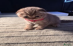 Scottish Fold cats for sale: ⭐️ Beautiful Scottish Folds ⭐️ - Image 15