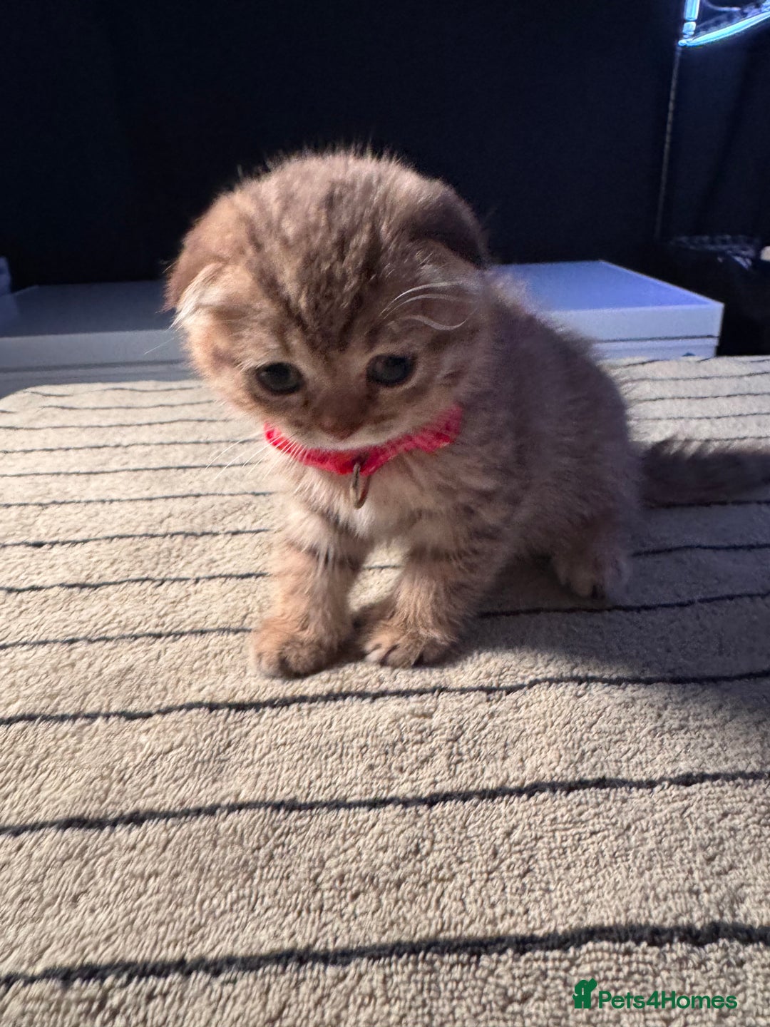Scottish Fold cats for sale: ⭐️ Beautiful Scottish Folds ⭐️ - Image 15