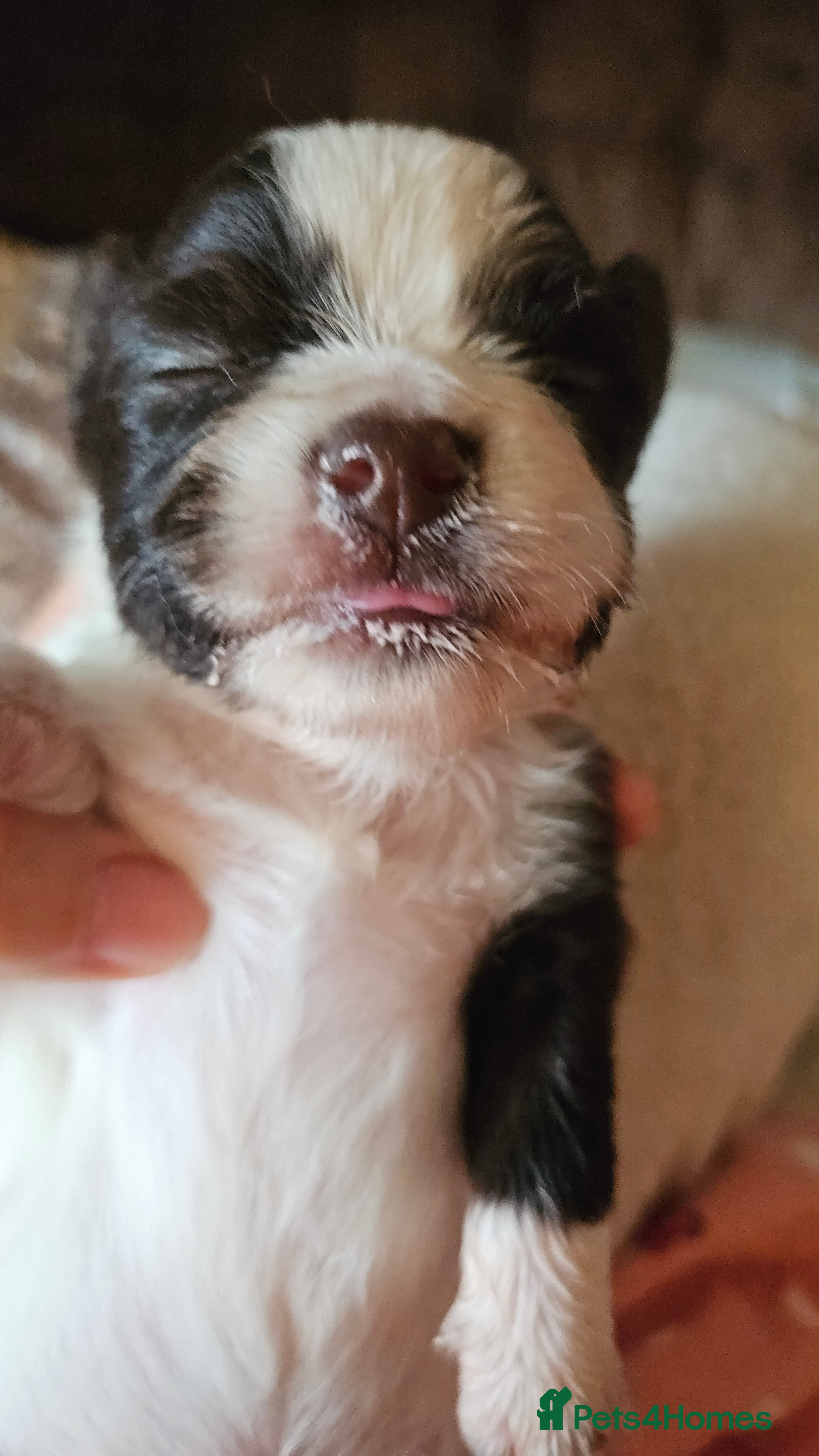 Chihuahua dogs Full pedigree long coat chihuahua lilac/chocolate - Advert 2