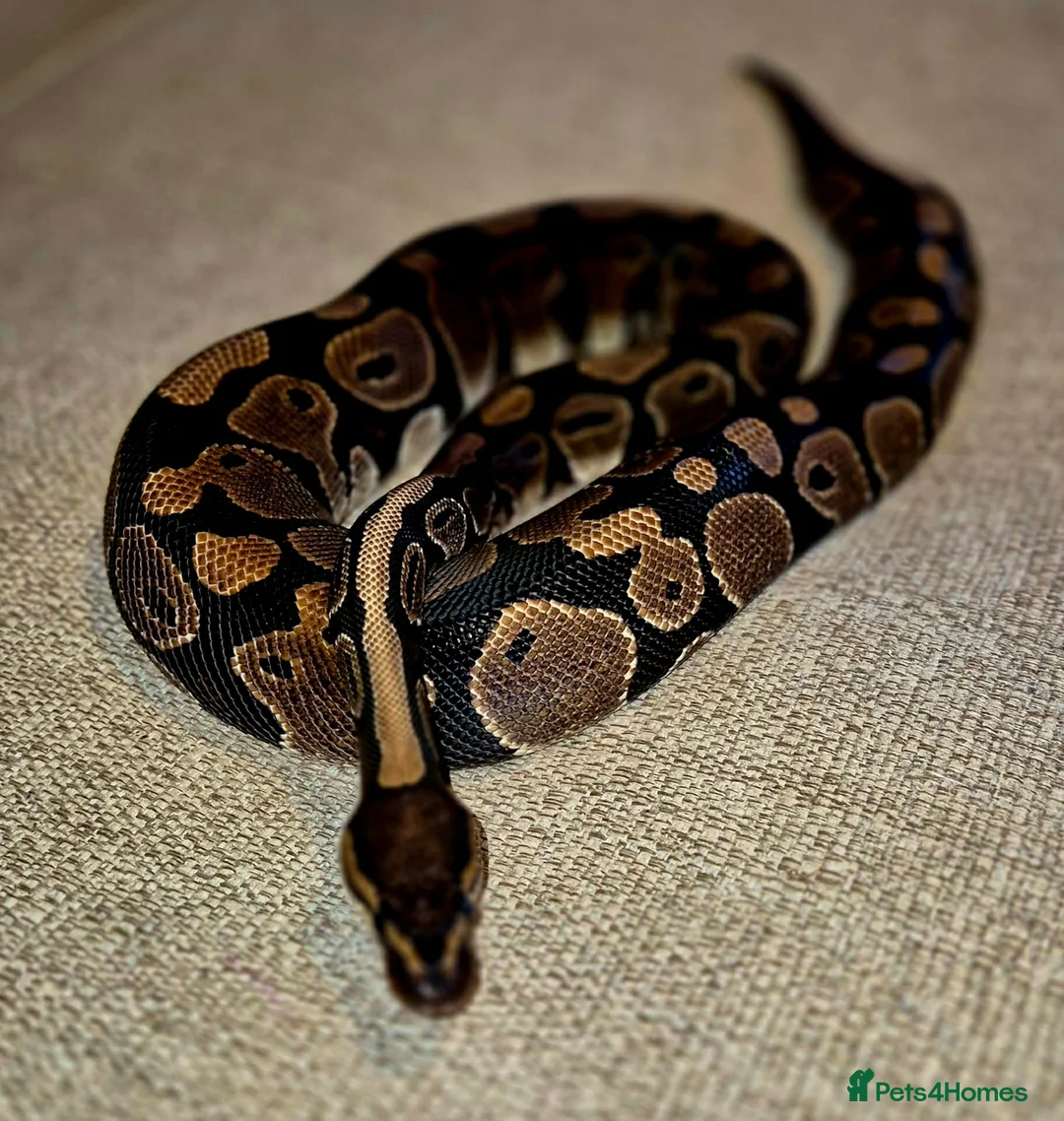 Python Snake reptiles for sale: 3 Royal Pythons for rehoming  - Advert 8