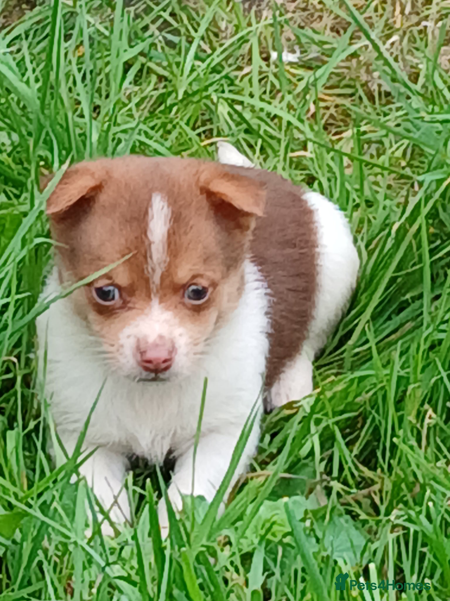 Jack Russell dogs 4 beautiful Jack Russel puppies £700 - Advert 1