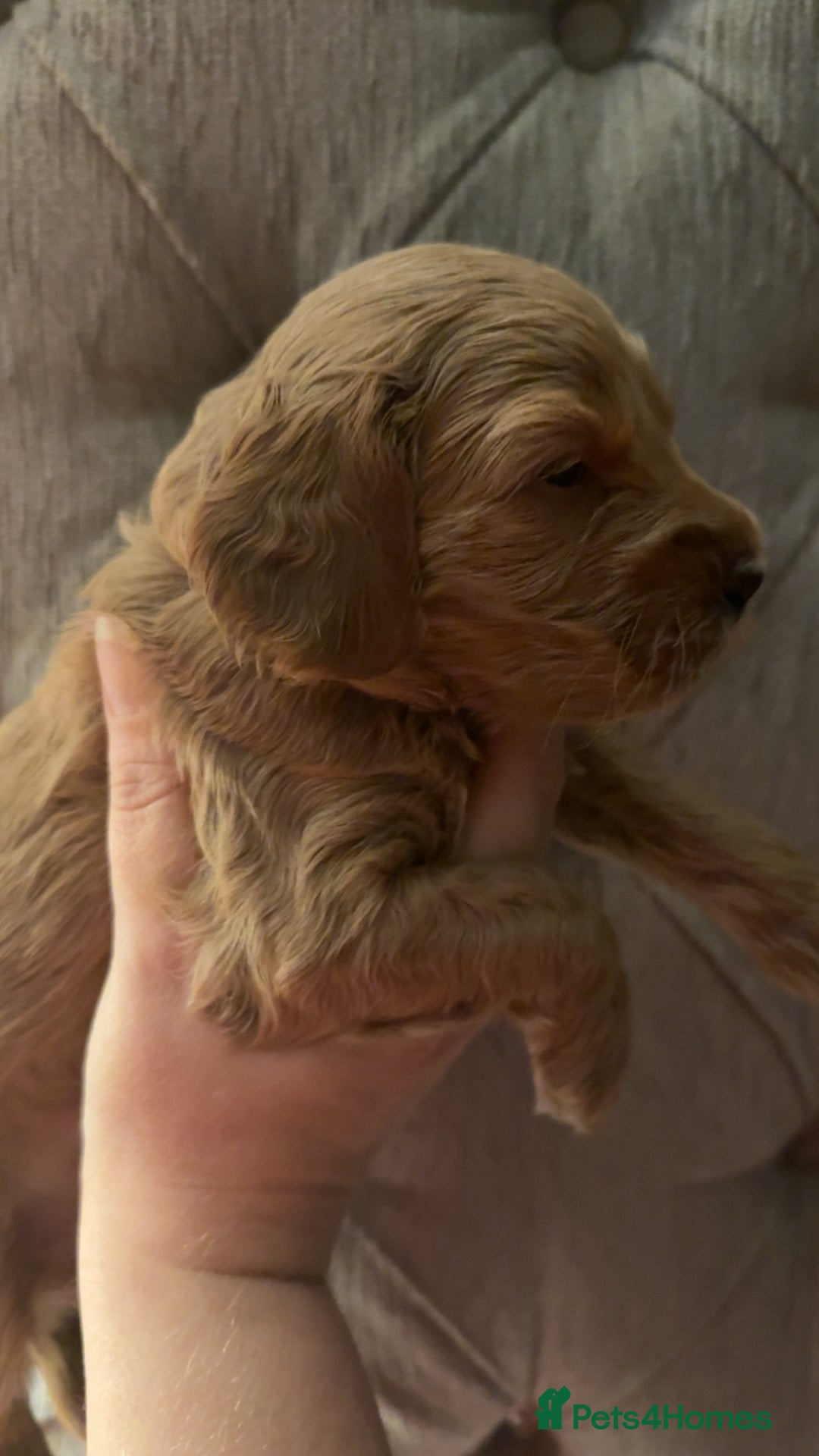 Cockapoo dogs for sale: F1 Cockapoos - Advert 18