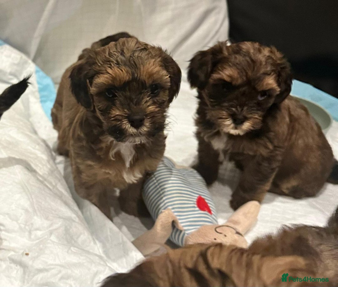 Shihpoo dogs for sale: Stunning Shihpoos in London Knightsbridge - Advert 6