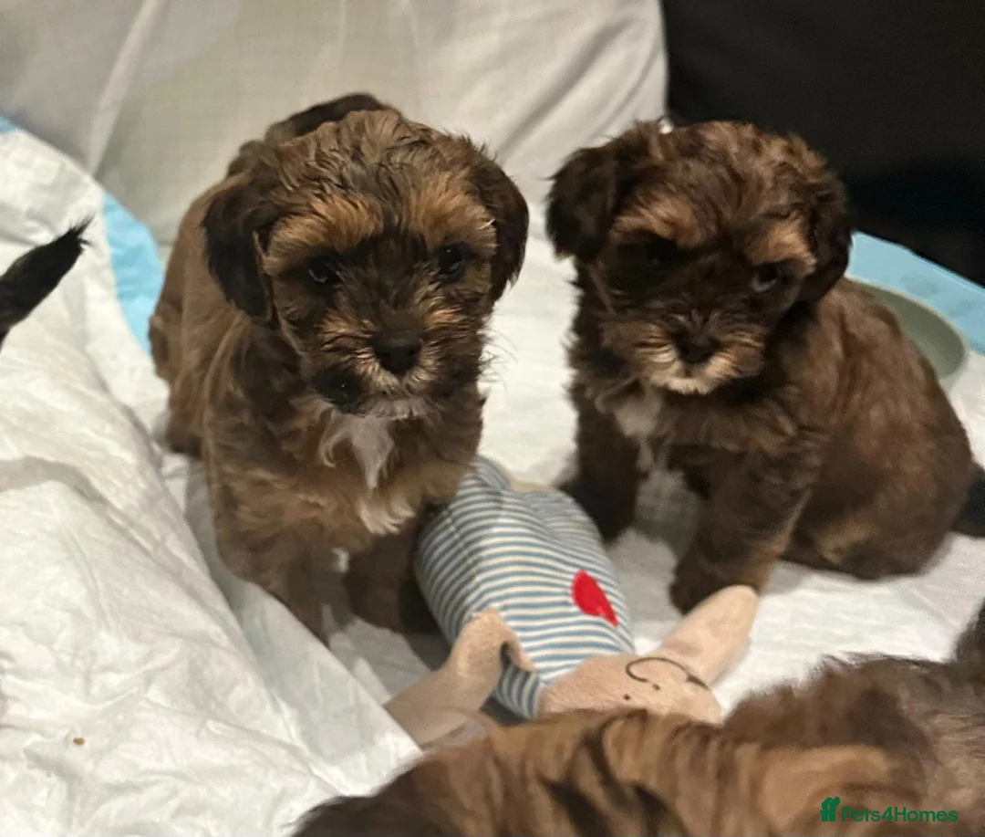 Shihpoo dogs for sale: Stunning Shihpoos in London Knightsbridge - Advert 6