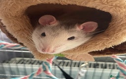 Rat rodents for sale: 2 x Gorgeous Very Friendly Male Fancy Rats - Advert 4