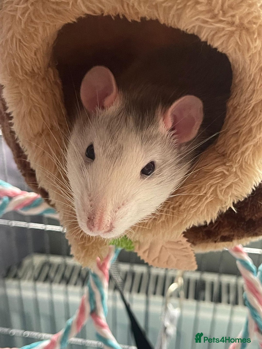 Rat rodents for sale: 2 x Gorgeous Very Friendly Male Fancy Rats - Advert 4