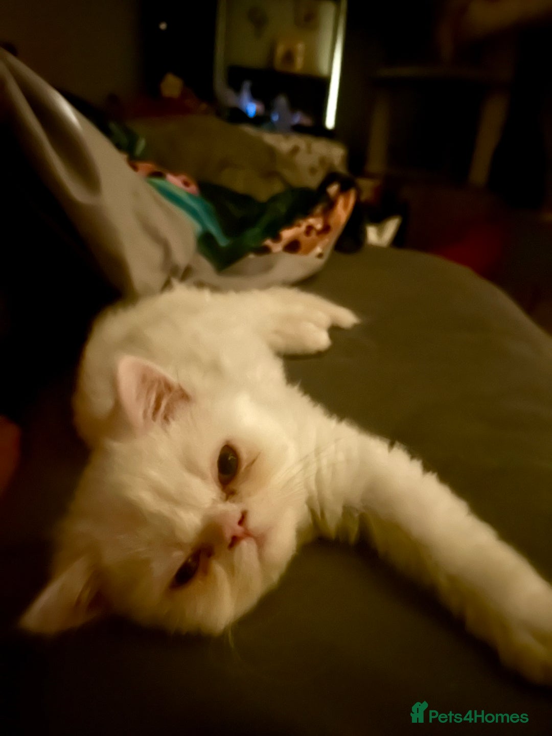 Persian cats for sale: Beautiful Persian kittens - Advert 8