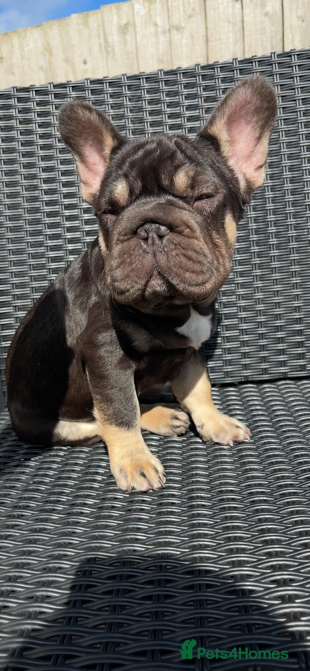 French Bulldog dogs for sale: Beautiful choc tan boy  - Advert 5