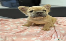 French Bulldog dogs for sale: Visual fluffy French bulldog puppies! - Image 5
