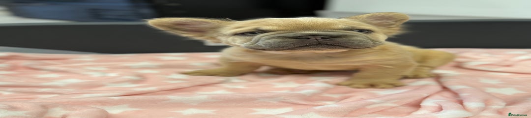 Girl French Bulldog Puppy 5