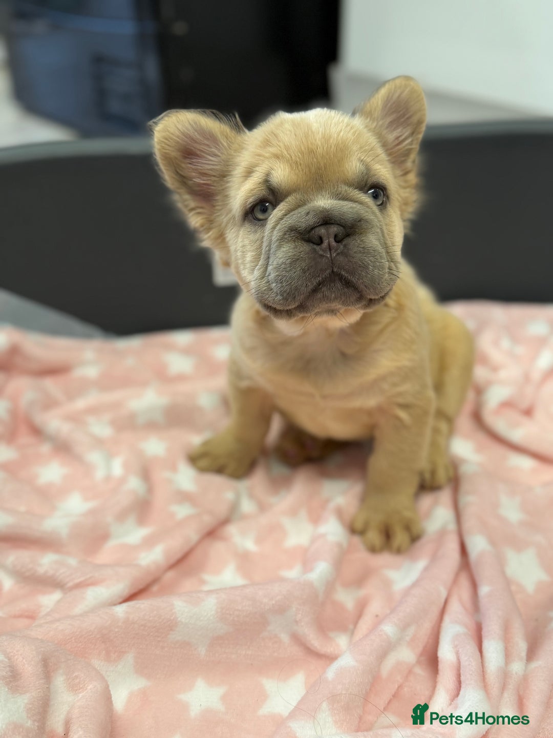 French Bulldog dogs for sale: Visual fluffy French bulldog puppies! - Image 5