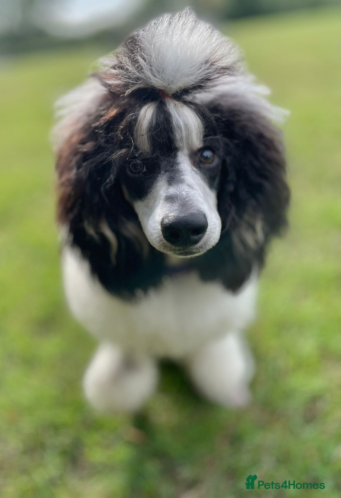 Miniature Poodle dogs Parti poodle for stud  - Advert 24