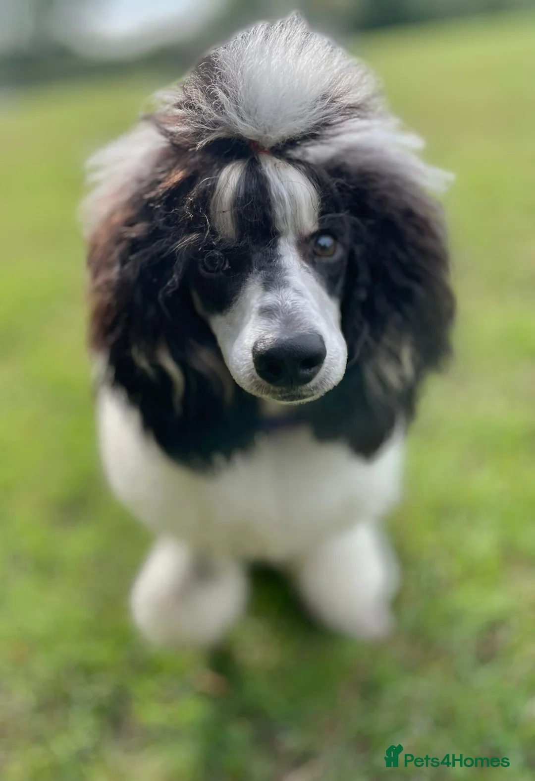 Miniature Poodle dogs for stud: Parti poodle for stud  - Advert 2