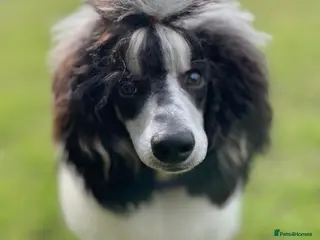 Miniature Poodle dogs Parti poodle for stud - Advert 24